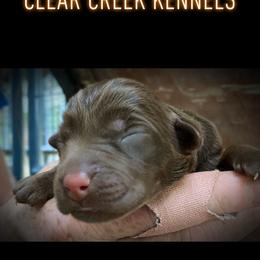 Dilute Retriever and Labrador Retriever Puppies from Clear Creek Kennels