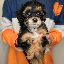 Neptune - Black tri-color male Aussiedoodle puppy in Prescott Valley, Arizona from Ramirez Family Doodles