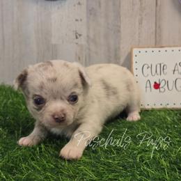 Splatter - Merle male Chihuahua puppy in Bowdon, Georgia from Paschal's Pups