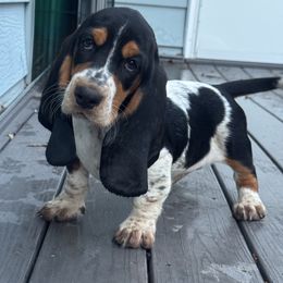 Jolene - Black white and tan female Basset Hound puppy in Inman, Nebraska from Sandhill Hounds of Nebraska