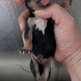 Fenloch Jaguar - Black and tan male English Cocker Spaniel puppy in Phillips, Nebraska from Fenloch Gundogs