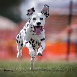 Dalmatian All Grown Up from Prestige Dalmatians