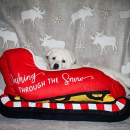 Purple girl - White female German Shepherd puppy in Bexar County, Texas from Scenic Creek German Shepherds and White Swiss Shepherds