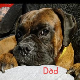 Dozer - Boxer