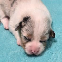 ARI, CKC, fluffy with tail intact - Blue merle and white female American Corgi puppy in Walker, Iowa from Double K Corgis
