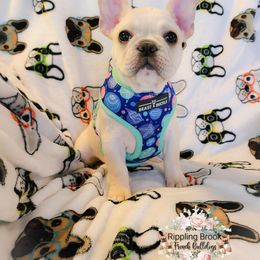 French Bulldog Puppies from Rippling Brook French Bulldogs