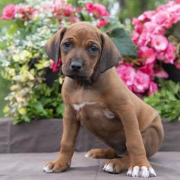 Miss Purple - Rd whtn blk nose female Rhodesian Ridgeback puppy in Hillman, Minnesota from Rhoxwood Kennel