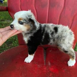 Toy Australian Shepherd Puppies from Baker Ranch Toy Aussies