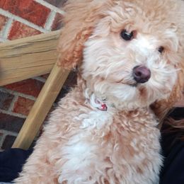 Maltese, Maltipoos, and Poodles from MountCarmelPuppies
