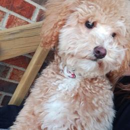 Maltese, Maltipoos, and Poodles from MountCarmelPuppies