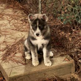 Siberian Husky Puppies from WILLIAM HUNDLEY