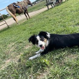 Australian Cattle Dog, Australian Shepherd, Companion Cross, and Miniature Australian Shepherd Puppies from MK Aussies