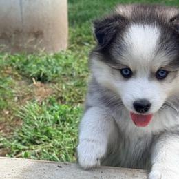 Liberty - Black and white female Pomsky puppy in Doon, Iowa from Luxury Pomsky