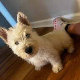 Chase - Wheaten male Scottish Terrier puppy in Chattanooga, Tennessee from Oodles of Cuties!