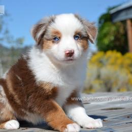RMF-3 - Red merle female Miniature American Shepherd puppy in Baker City, Oregon from Back Country Aussies