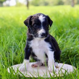 Aqua Di Gio - Black and white male Aussiedoodle puppy in Decatur, Illinois from Signature Doodles