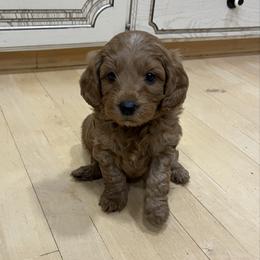 Sid - Red  male Goldendoodle puppy in Sugar City, Idaho from Idaho Sugar Doodle Pups