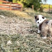 Icelandic Sheepdog Puppies from Hjarta Icelandics