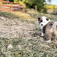 Icelandic Sheepdog Puppies from Hjarta Icelandics