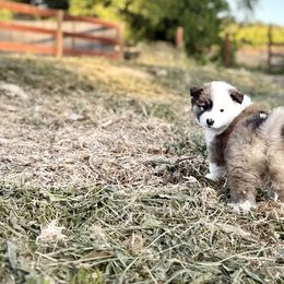Icelandic Sheepdog Puppies from Hjarta Icelandics