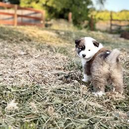 Icelandic Sheepdog Puppies from Hjarta Icelandics