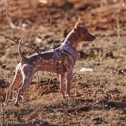 American Hairless Terriers from Fable American Hairless Terrier