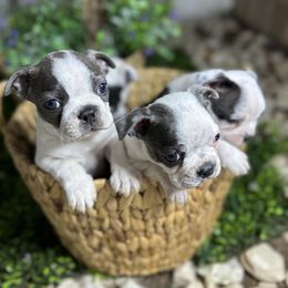 Boston Terrier Puppies from Isela Diaz