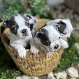 Boston Terrier Puppies from Isela Diaz