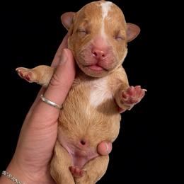 Red Boy - Apricot male Goldendoodle puppy in Hot Springs, Arkansas from Hot Springs Kennels