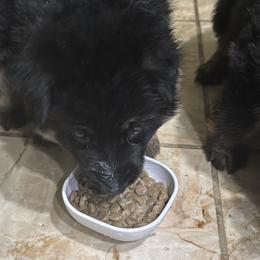 German Shepherd Puppies from Brooks High Quality Breeders