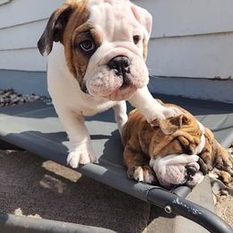 Bulldog Puppies from Mary Estabrook