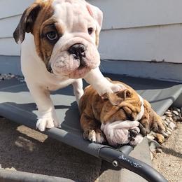 Bulldog Puppies from Mary Estabrook