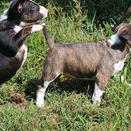 Miniature Bull Terrier Puppies from Penderosa Miniature Bull Terriers