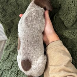 German Shorthaired Pointer Puppies from Golden pointers