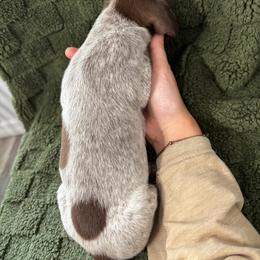 German Shorthaired Pointer Puppies from Golden pointers