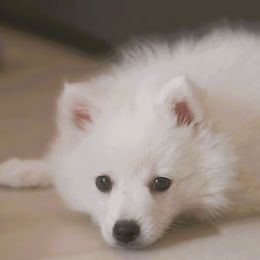 Japanese Spitz Puppies from Colorado Japanese Spitz