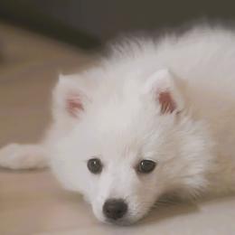 Japanese Spitz Puppies from Colorado Japanese Spitz