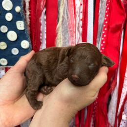 Girl 2 - Brown female Poodle puppy in Fairfield, North Carolina from Leaning T Ranch