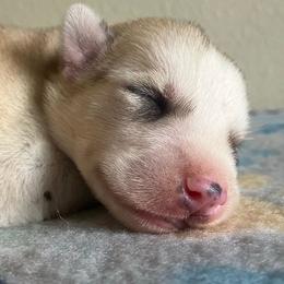 Male (Gray Collar) - Sable and white male Siberian Husky puppy in College Station, Texas from Texas Siberian Husky Kennels (TSHK)