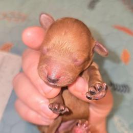 Miss Blue - Red  female Poodle puppy in Dolan Springs, Arizona from High Desert Companions