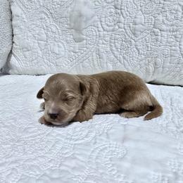 Summit - Red  male Goldendoodle puppy in Floyd, Virginia from Hearts and Paws Poodles and Doodles