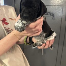 Daffy - Black roan female German Shorthaired Pointer puppy in Bainbridge, Georgia from Chapman Bird Dogs