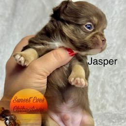 Chihuahua Puppies from Sunset Eves Chihuahuas