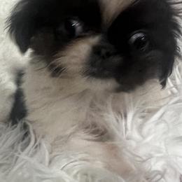 Oreo - Black and tan male Pekingese puppy in Philadelphia, Pennsylvania from Pekingese pups