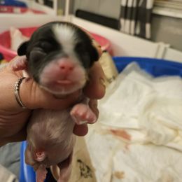 Boy 2 - Brindle and white Shih Tzu puppy in Cook County, Illinois from My Tzu Crew