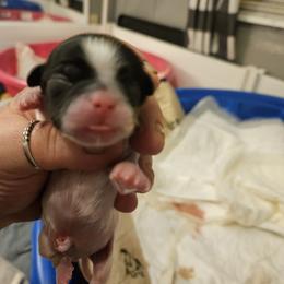Boy 2 - Brindle and white Shih Tzu puppy in Cook County, Illinois from My Tzu Crew