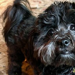 Shih Tzus from Christina’s Puppy Utopia