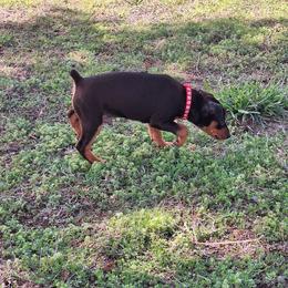Smokey - Black and rust male Miniature Pinscher puppy in Grove, Oklahoma from K&J's Min Pins Of Grand Lake