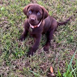 Labrador Retriever Puppies from Green Acres Labradors