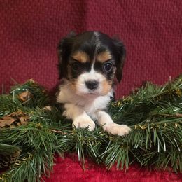 Max - Tri-color male Cavalier King Charles Spaniel puppy in Pennsylvania from Julie's Cavalier King Charles Spaniels